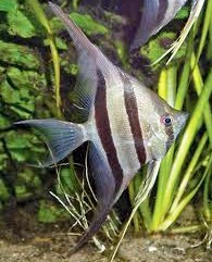 Angelfish - Altum - Large